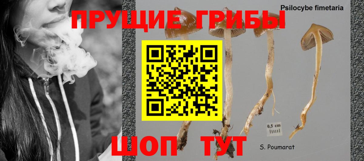 Псилоцибиновые грибы GOLDEN TEACHER  Вход с VPN  наркота  Псилоцибиновые грибы Cubensis  Протвино 